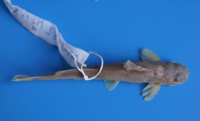 Tachysurus kyphus