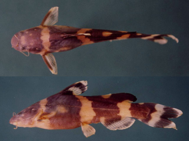 Pseudomystus leiacanthus