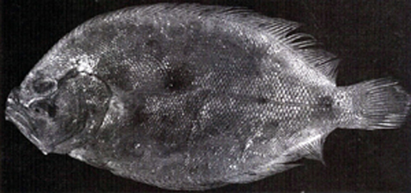 Pseudorhombus levisquamis