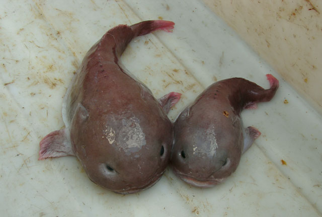 Psychrolutes macrocephalus