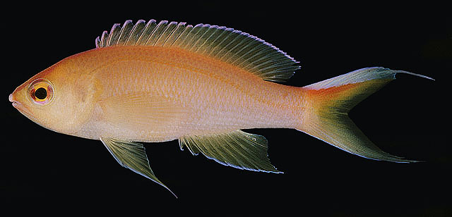 Pyronotanthias unimarginatus