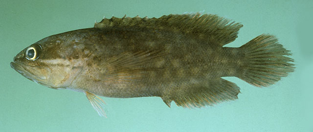Pseudogramma megamyctera