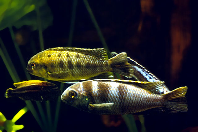 Tropheops microstoma
