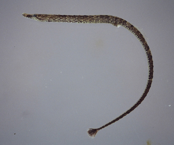 Pseudophallus mindii