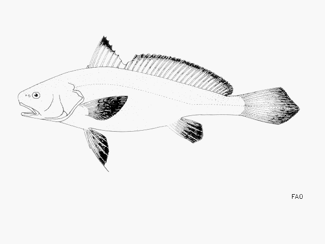 Pseudotolithus moorii