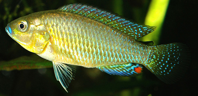 Pseudocrenilabrus multicolor