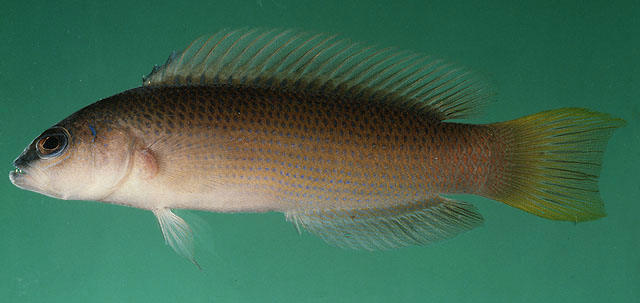 Pseudochromis kristinae