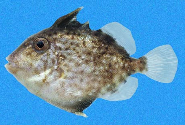 Psnau_j0.jpg