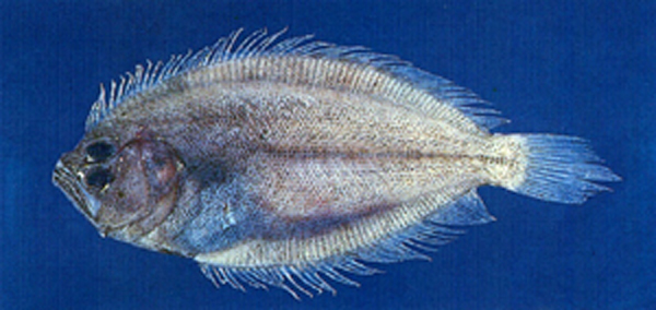 Pseudorhombus neglectus