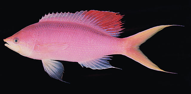 Mirolabrichthys pascalus
