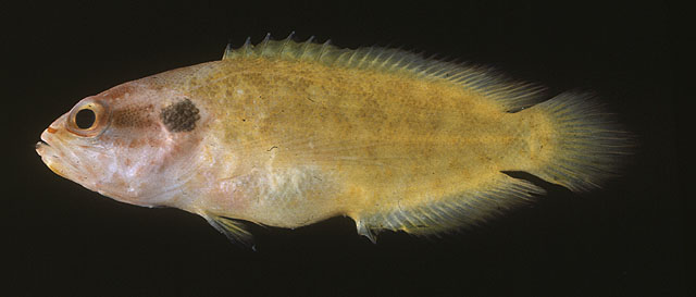 Pseudogramma pectoralis