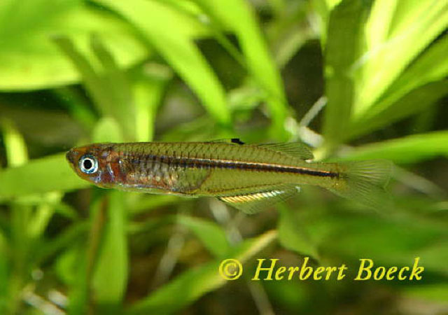 Pseudomugil pellucidus