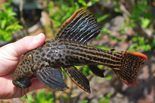 Pseudacanthicus pirarara