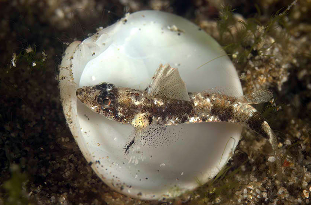 Psammogobius pisinnus
