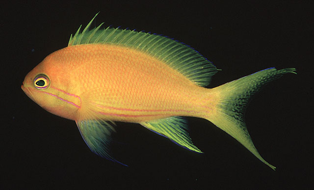 Pseudanthias pleurotaenia
