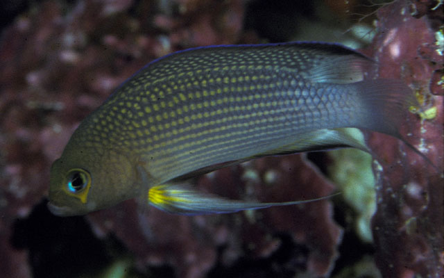 Manonichthys polynemus