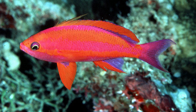 Pseudanthias randalli