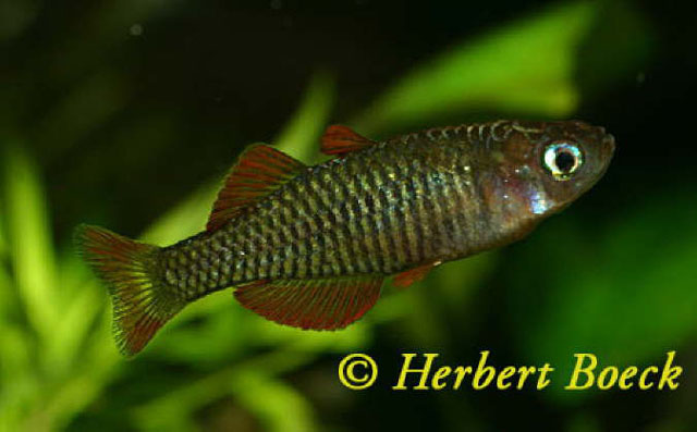 Pseudomugil reticulatus