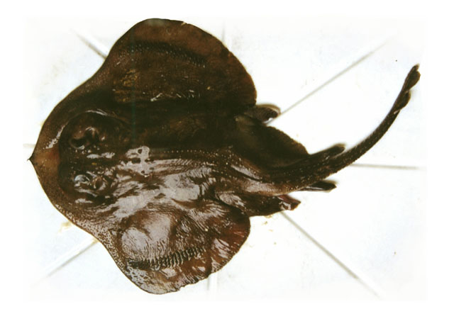 Psammobatis scobina