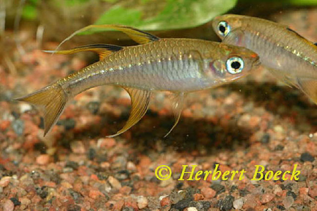 Pseudomugil signifer
