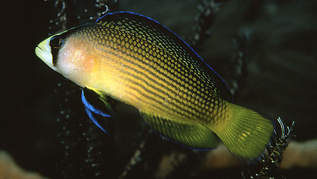 Manonichthys splendens