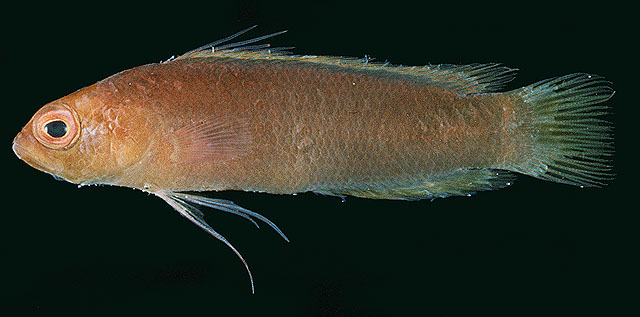 Psspp2ut.jpg