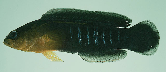 Pseudochromis tapeinosoma
