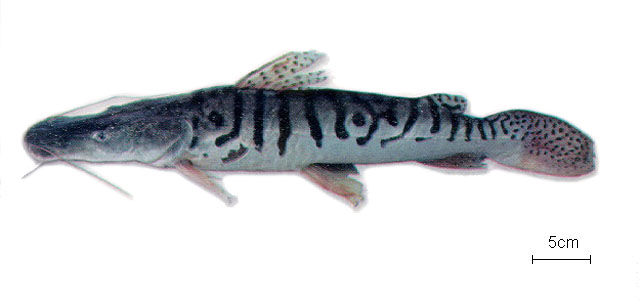 Pseudoplatystoma tigrinum