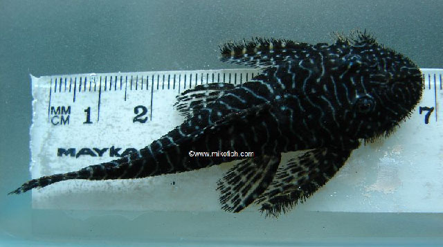 Pseudolithoxus tigris