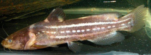 Tachysurus trilineatus