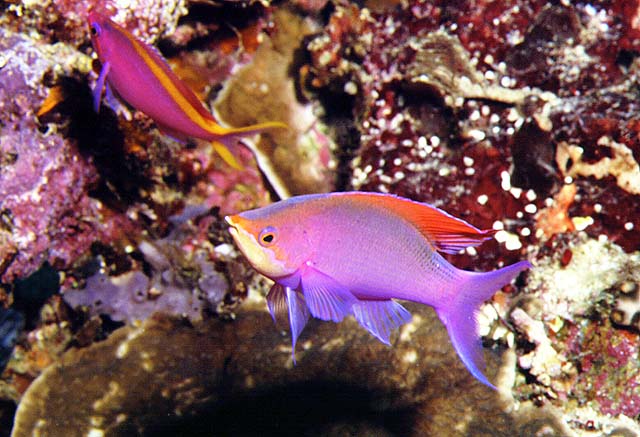 Mirolabrichthys tuka