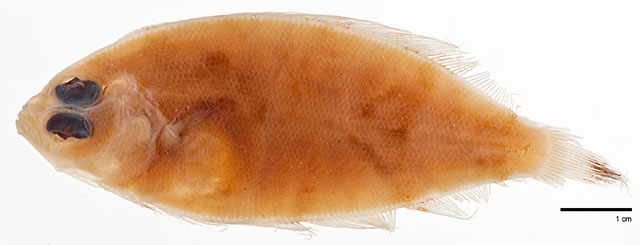 Psettina variegata