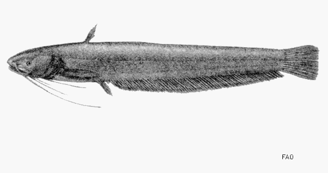 Pterocryptis bokorensis