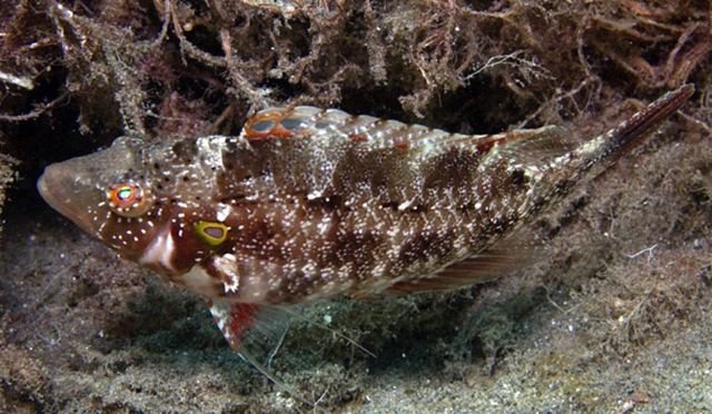 Pteragogus clarkae