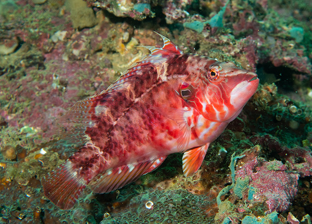 Pteragogus enneacanthus