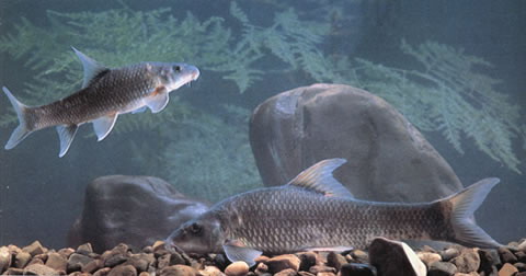 Ptychidio jordani