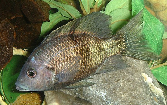 Ptychochromis oligacanthus