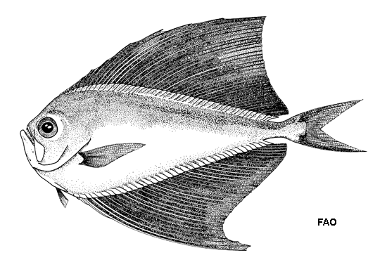 Pterycombus petersii
