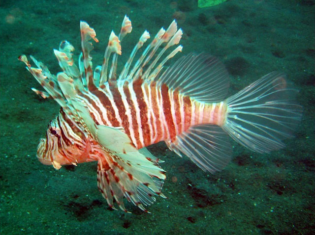 Pterois russelii