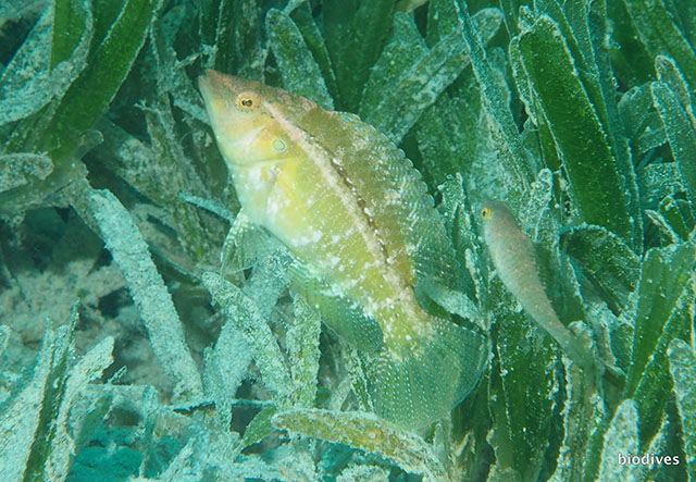 Pteragogus trispilus