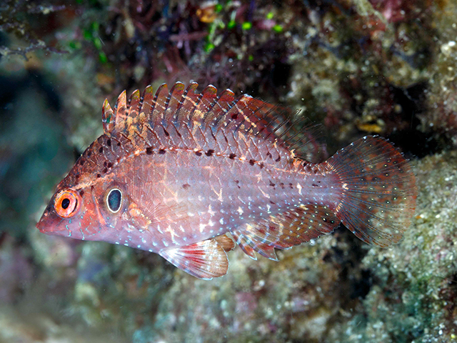 Pteragogus turdus