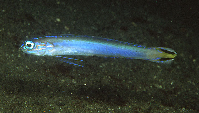 Ptereleotris uroditaenia