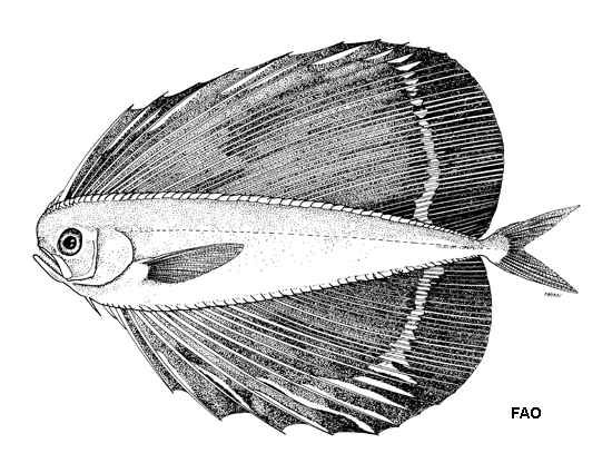 Pteraclis veliferum