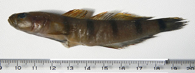 Pterogobius zacalles