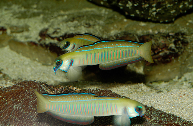 Ptereleotris zebra