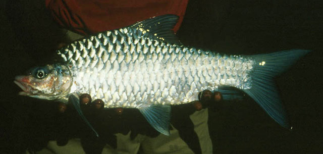 Barbodes carnaticus
