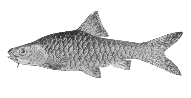 Barbodes clemensi