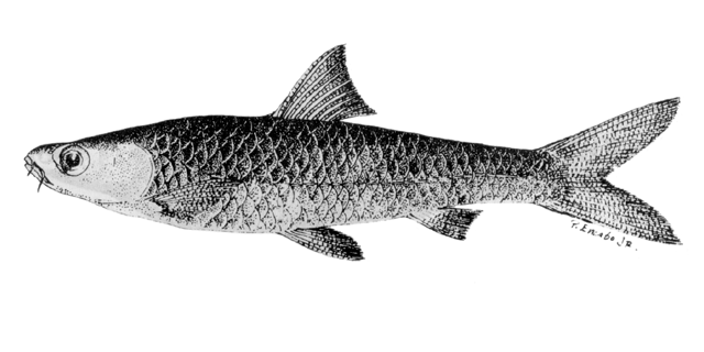 Barbodes disa