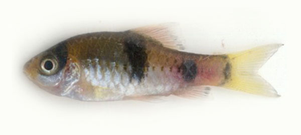 Haludaria fasciata