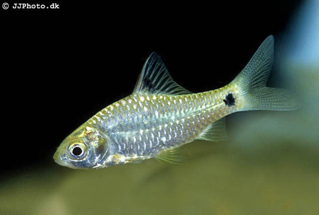Puntius masyai